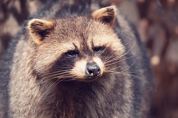 Image showing portrait of North American raccoon