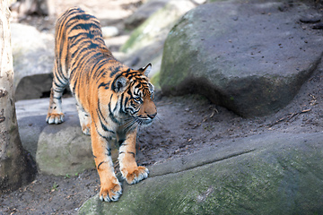 Image showing Sumatran Tiger, Panthera tigris sumatrae