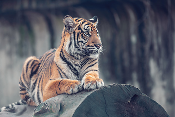 Image showing Sumatran Tiger, Panthera tigris sumatrae