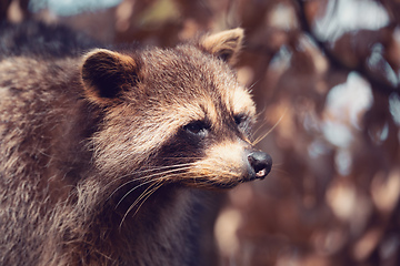 Image showing portrait of North American raccoon