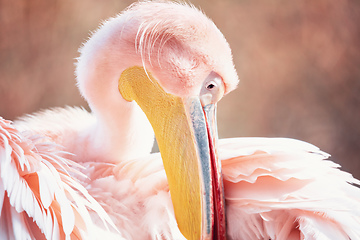 Image showing Great White Pelican