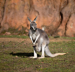 Image showing Red kangaroo, Megaleia rufa