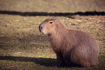 Image showing Capybara, Hydrochoerus hydrochaeris