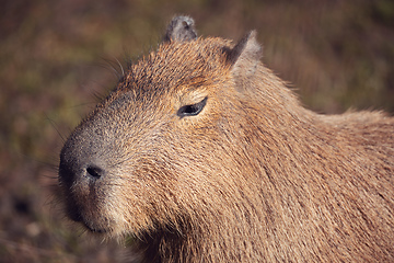 Image showing Capybara, Hydrochoerus hydrochaeris