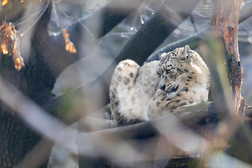 Image showing beautiful white Snow Leopard cat, Irbis