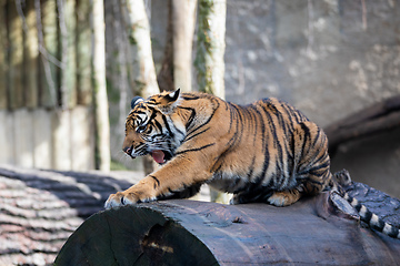 Image showing Sumatran Tiger, Panthera tigris sumatrae