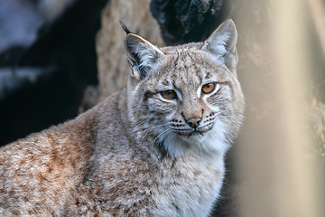 Image showing Lynx Sitting In The Winter Forest