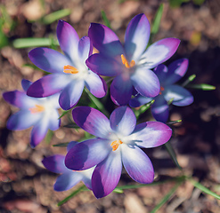 Image showing spring flowers crocus in garden