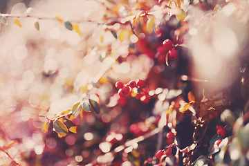 Image showing autumn red gaultheria background