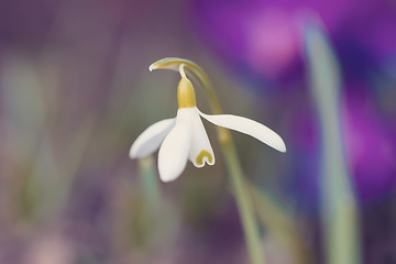 Image showing spring flower Galanthus Snowdrop