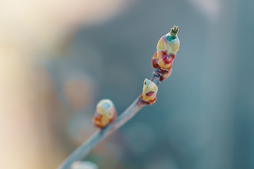 Image showing tree twigs, buds natural backgroung