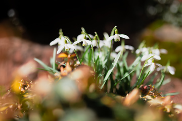 Image showing spring flower Galanthus Snowdrop