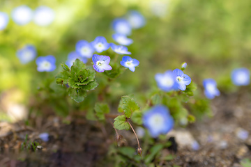 Image showing Veronica persica flower or persian speedwell