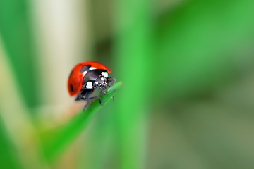 Image showing Ladybug sitting on a green flower leaf