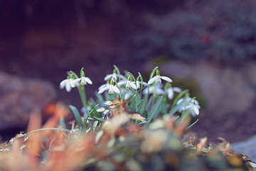Image showing spring flower Galanthus Snowdrop