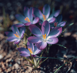 Image showing spring flowers crocus in garden