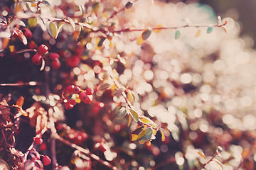 Image showing autumn red gaultheria background