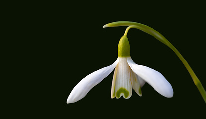 Image showing spring flower Galanthus Snowdrop