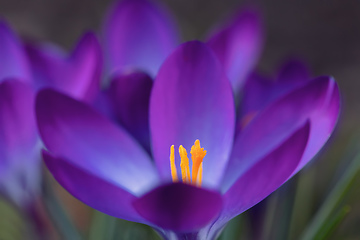 Image showing spring flowers crocus in garden