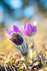 Image showing Pulsatilla grandis Blooming on spring meadow