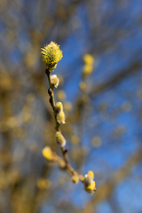 Image showing blossomed sprig Weeping willow