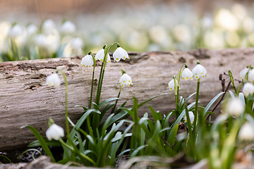 Image showing white spring flowers snowflake Leucojum