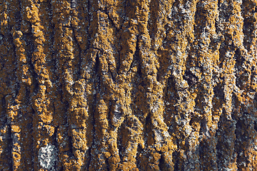 Image showing Tree bark texture pattern