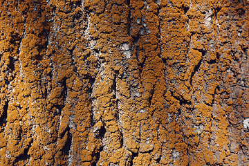 Image showing Tree bark texture pattern