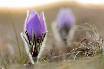 Image showing Pulsatilla grandis Blooming on spring meadow