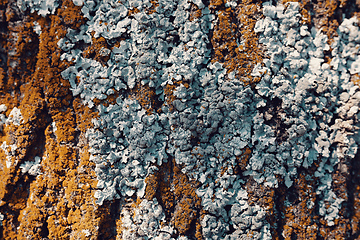 Image showing Tree bark texture pattern
