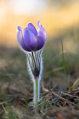 Image showing Pulsatilla grandis Blooming on spring meadow