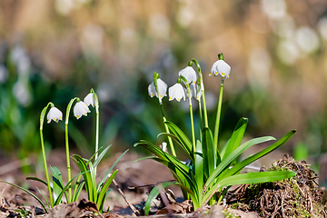 Image showing white spring flowers snowflake Leucojum