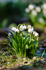 Image showing white spring flowers snowflake Leucojum