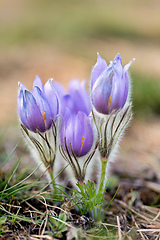 Image showing Pulsatilla grandis Blooming on spring meadow