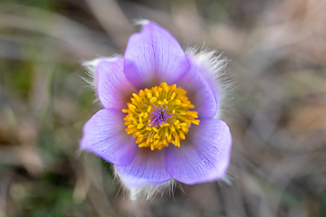 Image showing Pulsatilla grandis Blooming on spring meadow