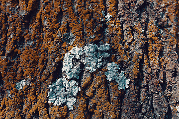 Image showing Tree bark texture pattern