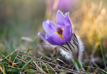 Image showing Pulsatilla grandis Blooming on spring meadow