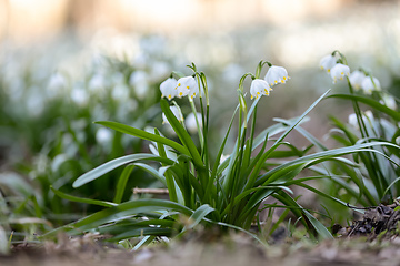 Image showing white spring flowers snowflake Leucojum