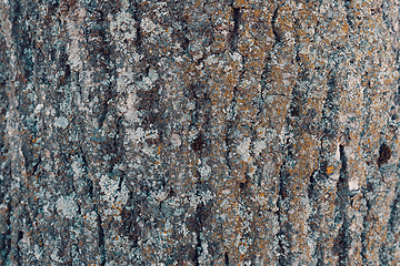 Image showing Tree bark texture pattern