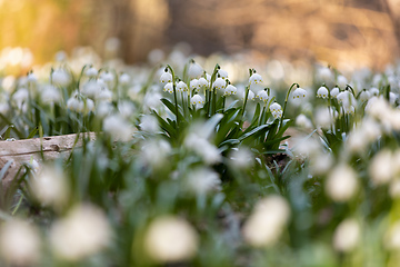 Image showing white spring flowers snowflake Leucojum