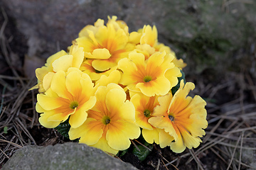 Image showing Blooming yellow flower primula