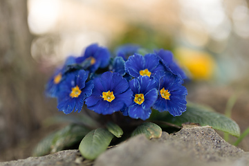 Image showing Blooming blue flower primula