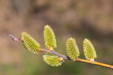 Image showing blossomed sprig Weeping willow