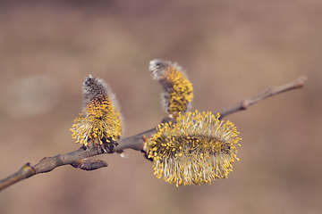 Image showing blossomed sprig Weeping willow
