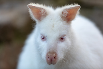 Image showing Red-necked Wallaby white albino female