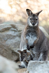 Image showing Red-necked Wallaby with baby in bag