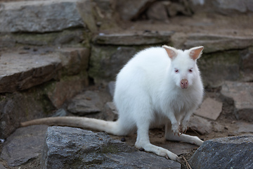 Image showing Red-necked Wallaby white albino female