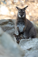 Image showing Red-necked Wallaby with baby in bag