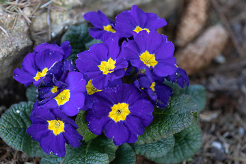 Image showing Blooming blue flower primula