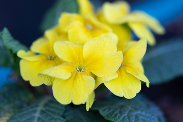 Image showing Blooming yellow flower primula